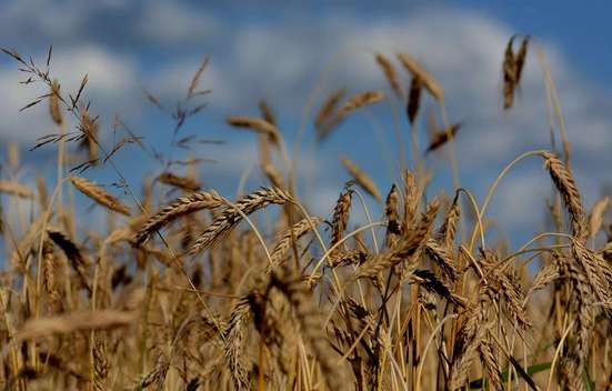 Вести с полей Романовского района
