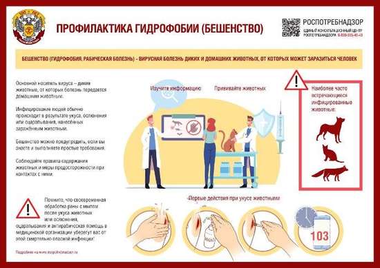 Осторожно - бешенство!