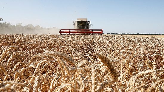  Почти 3 млрд рублей льготных кредитов выдал Россельхозбанк саратовским аграриям с начала года