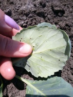 Уважаемые сельхозтоваропроизводители!