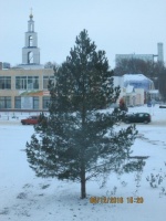 На центральной площади в р.п.Романовка установили новогоднюю елку