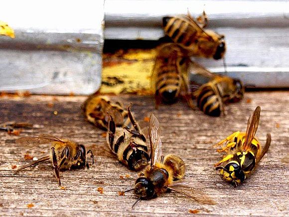 На заметку пчеловодам