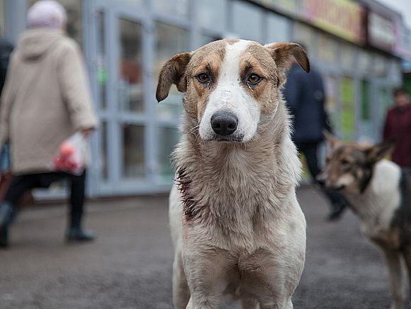 В Романовском районе начался отлов бродячих собак