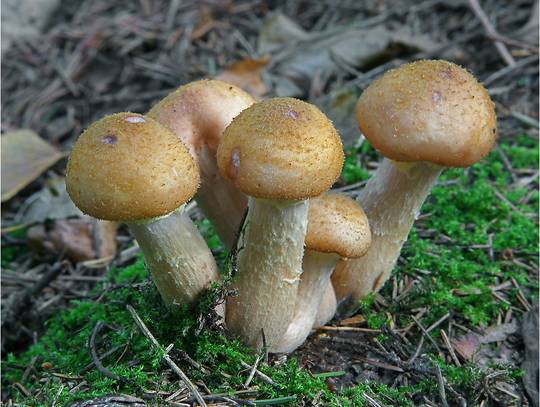 Памятка по сбору и употреблению грибов