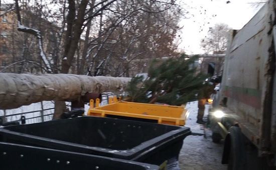 Регоператор напомнил о правилах складирования праздничных елок и других крупногабаритных отходов 