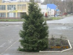 На центральной площади райцентра установлена главная елка района