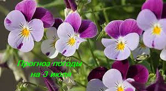 Оперативный ежедневный прогноз возможного возникновения и развития чрезвычайных ситуаций на территории Саратовской области на 03 июля 2024.