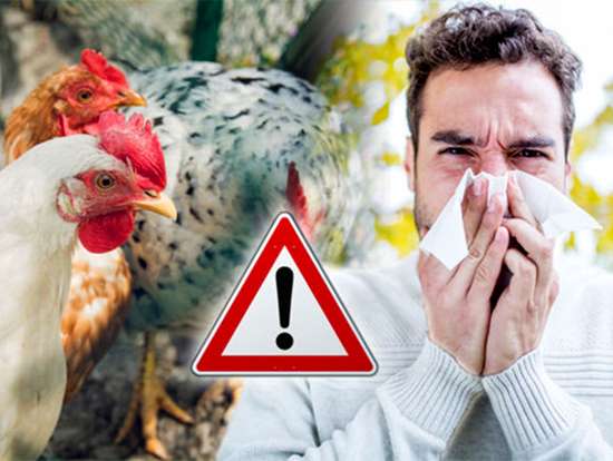 О текущей ситуации по гриппу птиц