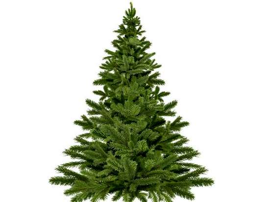 Вниманию потребителей! Как выбрать елку