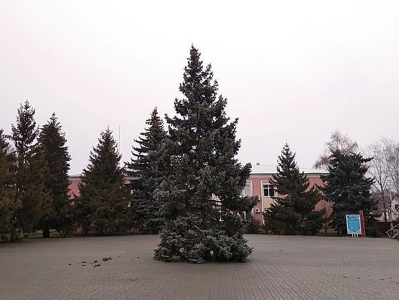 8 декабря на центральной площади р.п. Романовка установили новогоднюю ель