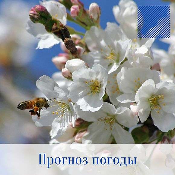 Оперативный ежедневный прогноз возможного возникновения и развития чрезвычайных ситуаций на территории Саратовской области на 26 апреля 2022 г